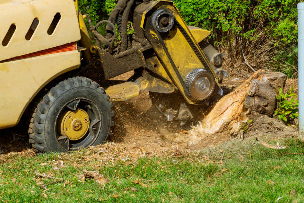 Best Tree Pruning Services  in Moorhead, MN